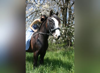 Gypsy Horse Mix, Gelding, 12 years, 14,2 hh, Smoky-Black