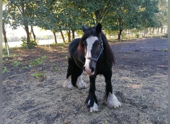 Gypsy Horse, Gelding, 12 years, 14,3 hh, Black