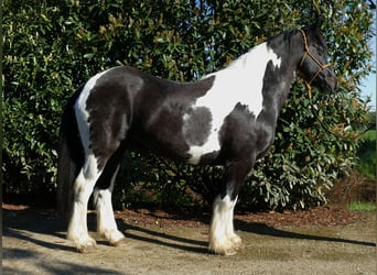 Gypsy Horse, Gelding, 12 years, 15.1 hh, Pinto