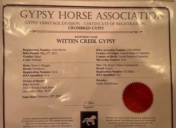 Gypsy Horse, Gelding, 12 years, 15.3 hh, Tobiano-all-colors