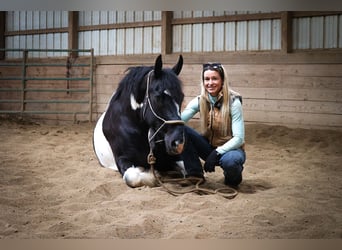 Gypsy Horse, Gelding, 12 years, 15.3 hh, Tobiano-all-colors