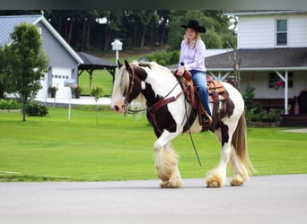 Gypsy Horse, Gelding, 12 years, 15 hh, Pinto