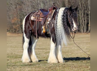 Gypsy Horse, Gelding, 12 years, 15 hh