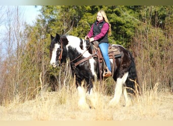 Gypsy Horse, Gelding, 12 years, 15 hh