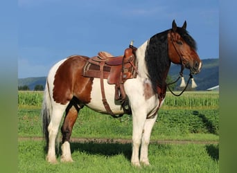 Gypsy Horse Mix, Gelding, 12 years, 16.3 hh, Pinto