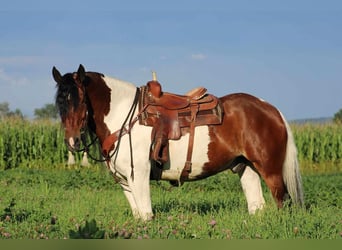 Gypsy Horse Mix, Gelding, 12 years, 16.3 hh, Pinto