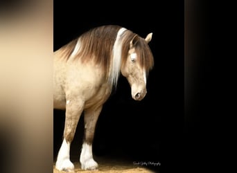 Gypsy Horse, Gelding, 12 years, 16 hh, Champagne