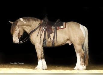 Gypsy Horse, Gelding, 12 years, 16 hh, Champagne