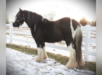 Gypsy Horse, Gelding, 12 years, Tobiano-all-colors
