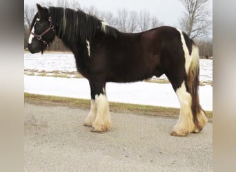 Gypsy Horse, Gelding, 12 years, Tobiano-all-colors