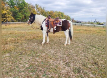 Gypsy Horse, Gelding, 12 years, Tobiano-all-colors