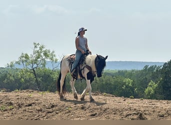 Gypsy Horse Mix, Gelding, 12 years