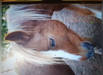 Gypsy Horse Mix, Gelding, 13 years, 13.1 hh, Chestnut-Red