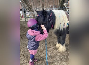 Gypsy Horse, Gelding, 13 years, 13.1 hh, Pinto