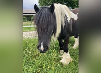 Gypsy Horse, Gelding, 13 years, 13.1 hh, Pinto