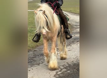 Gypsy Horse, Gelding, 13 years, 13,2 hh, Palomino