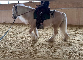 Gypsy Horse, Gelding, 13 years, 13,2 hh, Palomino