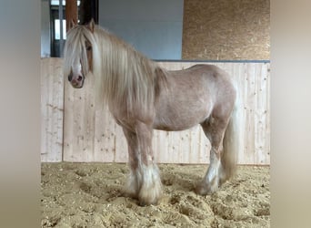 Gypsy Horse, Gelding, 13 years, 13,2 hh, Palomino