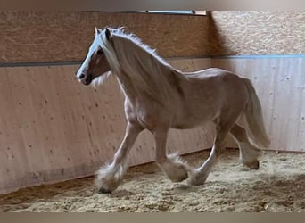 Gypsy Horse, Gelding, 13 years, 13,2 hh, Palomino