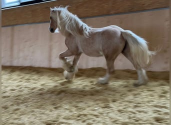 Gypsy Horse, Gelding, 13 years, 13,2 hh, Palomino