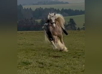 Gypsy Horse, Gelding, 13 years, 13,2 hh, Palomino