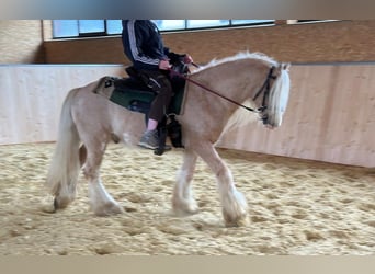 Gypsy Horse, Gelding, 13 years, 13,2 hh, Palomino