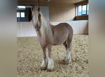 Gypsy Horse, Gelding, 13 years, 13,2 hh, Palomino