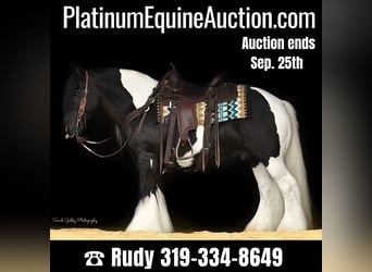 Gypsy Horse, Gelding, 13 years, 13.2 hh, Tobiano-all-colors