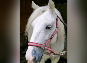 Gypsy Horse, Gelding, 13 years, 13.3 hh, Gray