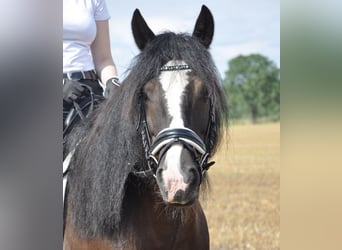 Gypsy Horse, Gelding, 13 years, 14.1 hh, Black