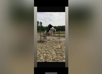 Gypsy Horse, Gelding, 13 years, 14.1 hh, Pinto