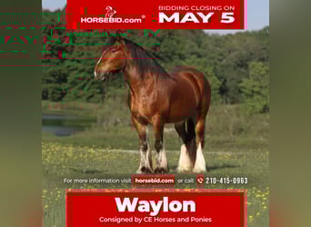 Gypsy Horse Mix, Gelding, 13 years, 14.2 hh, Bay