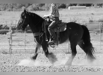 Gypsy Horse Mix, Gelding, 13 years, 14.2 hh, Bay