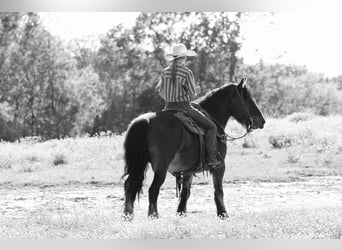 Gypsy Horse Mix, Gelding, 13 years, 14.2 hh, Bay