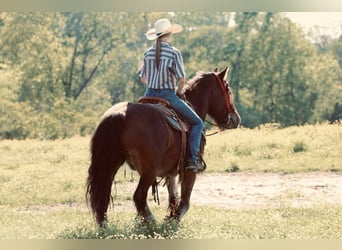 Gypsy Horse Mix, Gelding, 13 years, 14.2 hh, Bay