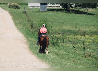 Gypsy Horse Mix, Gelding, 13 years, 14.2 hh, Bay
