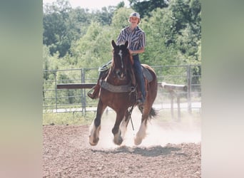 Gypsy Horse Mix, Gelding, 13 years, 14.2 hh, Bay