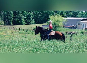 Gypsy Horse Mix, Gelding, 13 years, 14.2 hh, Bay