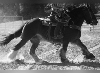 Gypsy Horse Mix, Gelding, 13 years, 14.2 hh, Bay