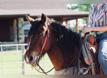 Gypsy Horse Mix, Gelding, 13 years, 14.2 hh, Bay