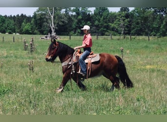 Gypsy Horse Mix, Gelding, 13 years, 14.2 hh, Bay