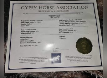 Gypsy Horse, Gelding, 13 years, 14,2 hh, Gray