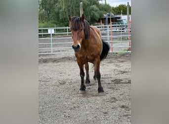 Gypsy Horse Mix, Gelding, 13 years, 14,3 hh, Brown