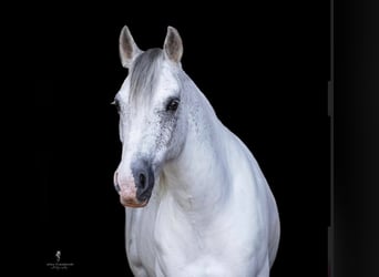 Gypsy Horse, Gelding, 13 years, 14 hh, Gray