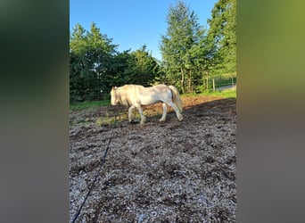 Gypsy Horse, Gelding, 13 years, 14 hh, Grey-Red-Tan