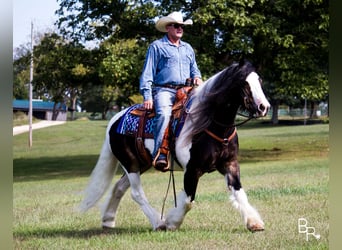 Gypsy Horse, Gelding, 13 years, 14 hh, Tobiano-all-colors