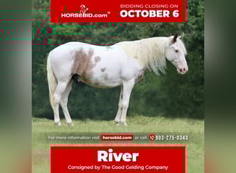 Gypsy Horse Mix, Gelding, 13 years, 14,1 hh, Sabino