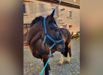Gypsy Horse, Gelding, 13 years, 15.1 hh, Black