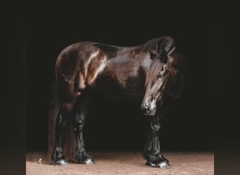 Gypsy Horse, Gelding, 13 years, 15.2 hh, Black