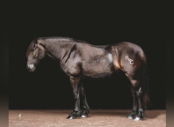 Gypsy Horse, Gelding, 13 years, 15.2 hh, Black